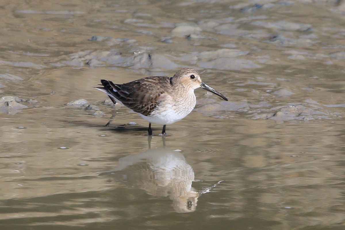 Bécasseau variable - ML534121001