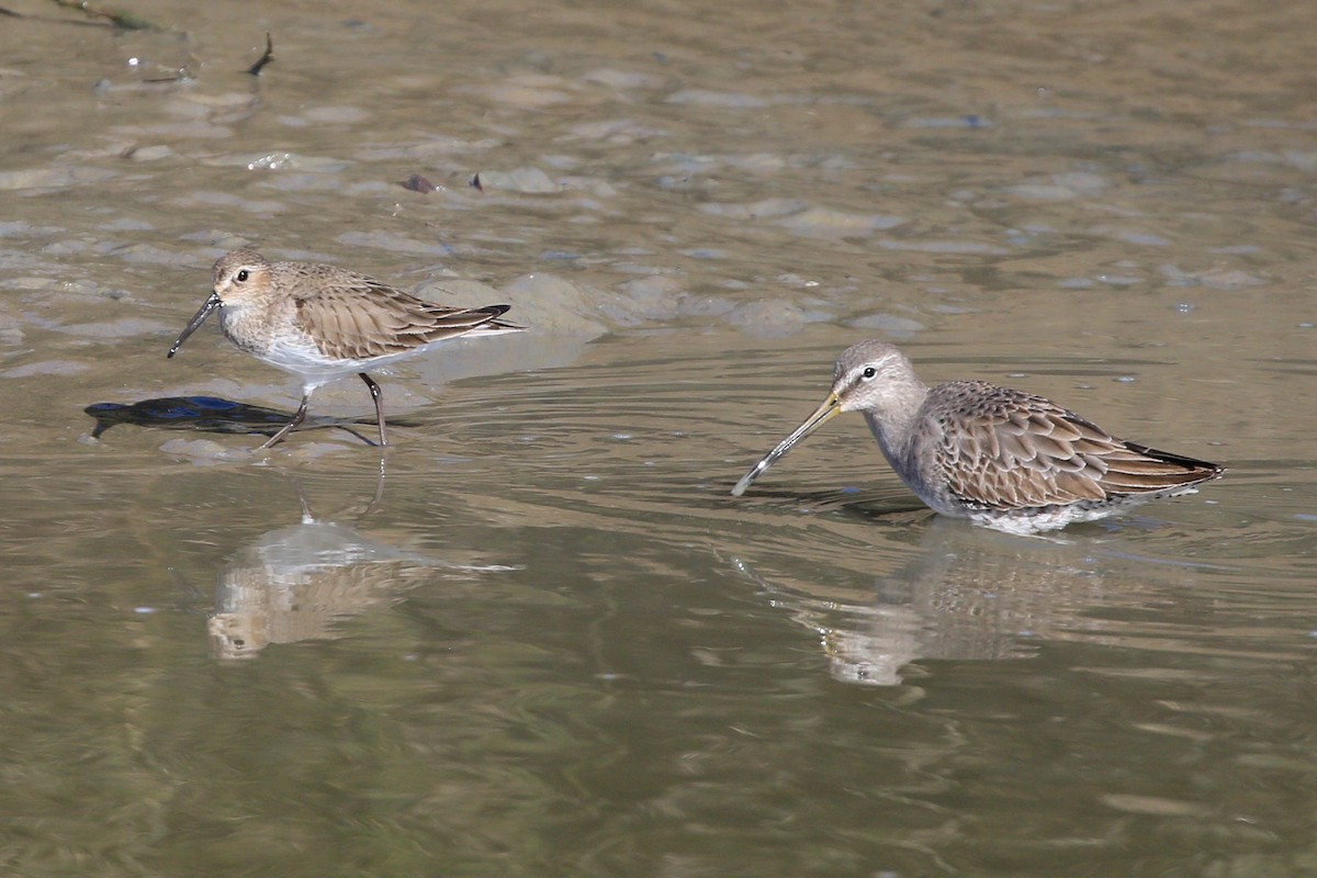 Dunlin - ML534121071