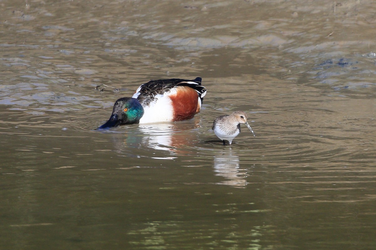 Dunlin - ML534121091