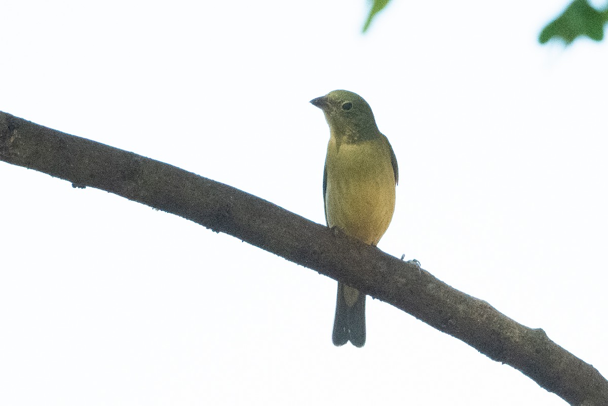 Painted Bunting - ML534121381