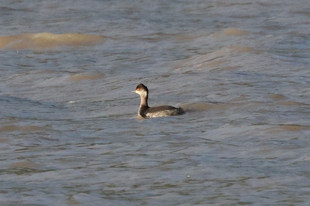 Eared Grebe - ML534121641