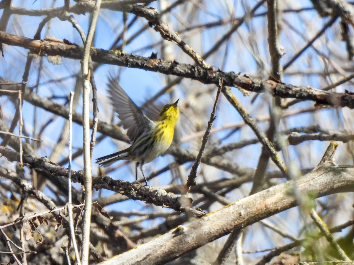 Townsend's Warbler - ML534122031