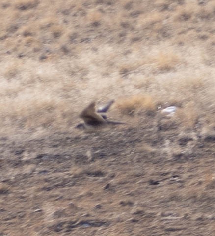 Prairie Falcon - Ken Tweedt