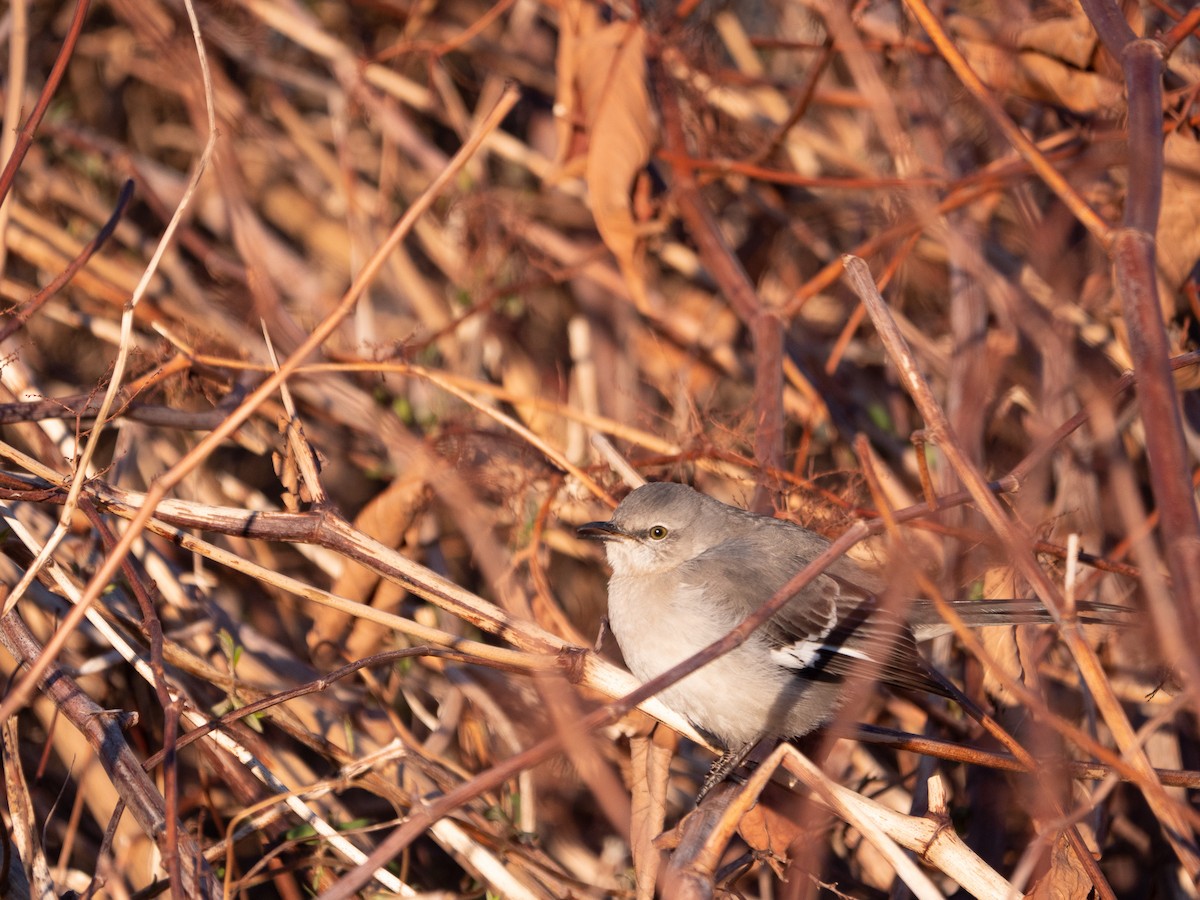 Northern Mockingbird - ML534122811