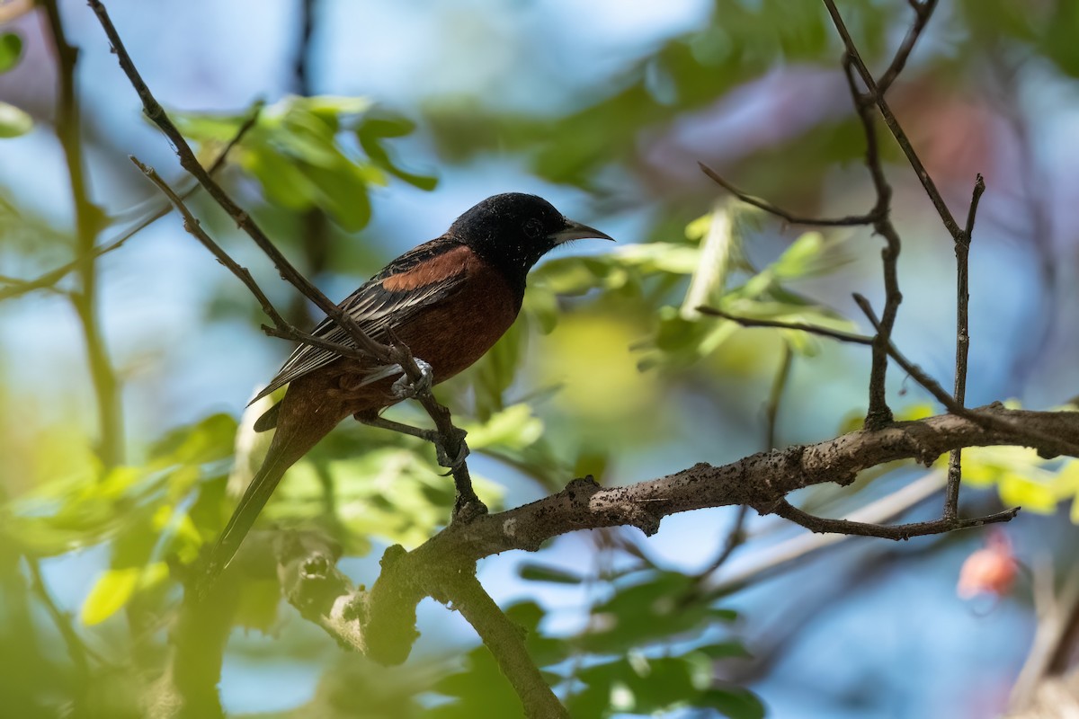 Orchard Oriole - ML534123611