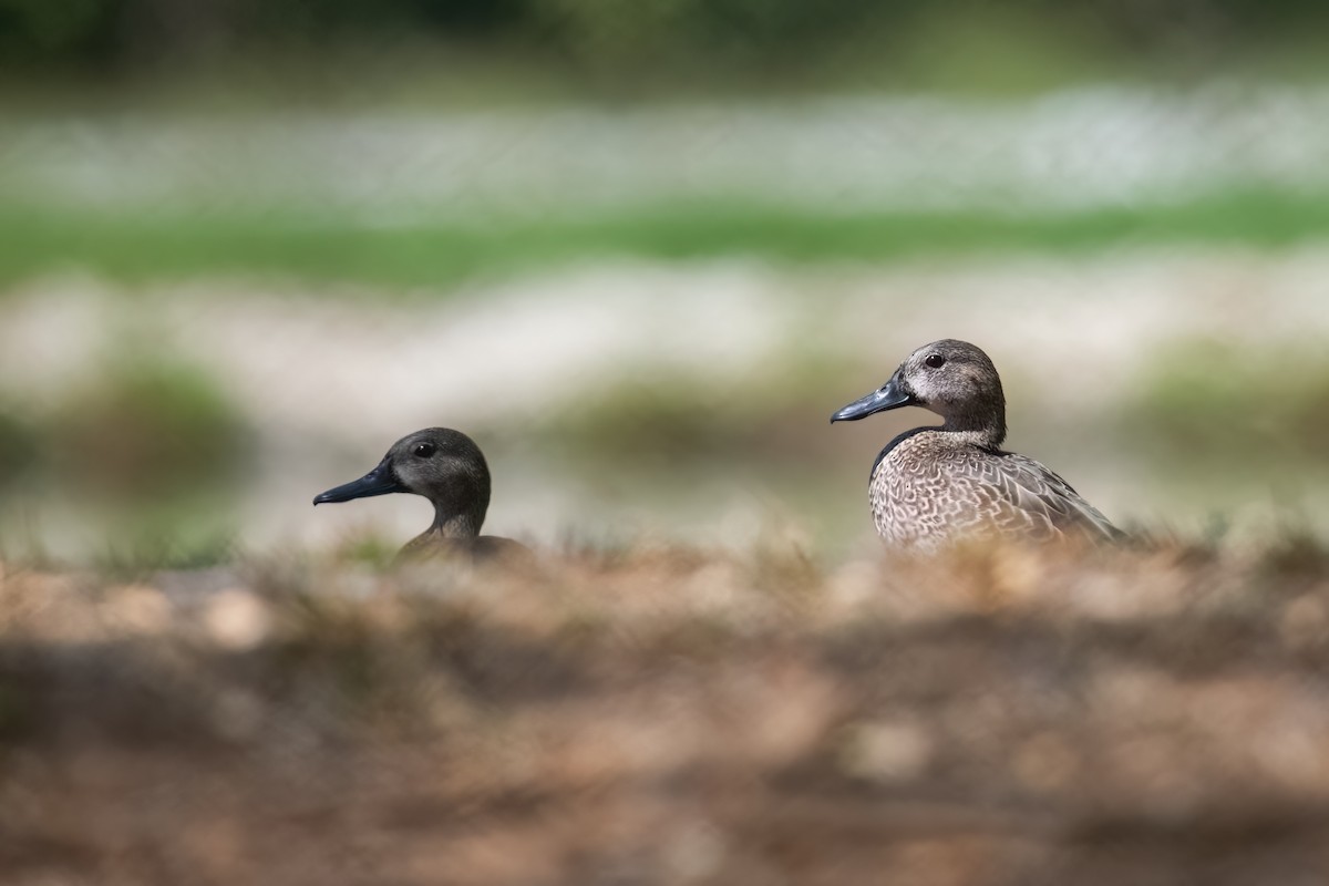 Blue-winged Teal - ML534123721