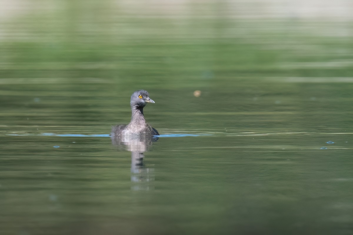 Least Grebe - ML534123731