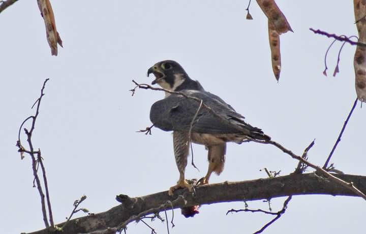 Peregrine Falcon (Shaheen) - ML53412501