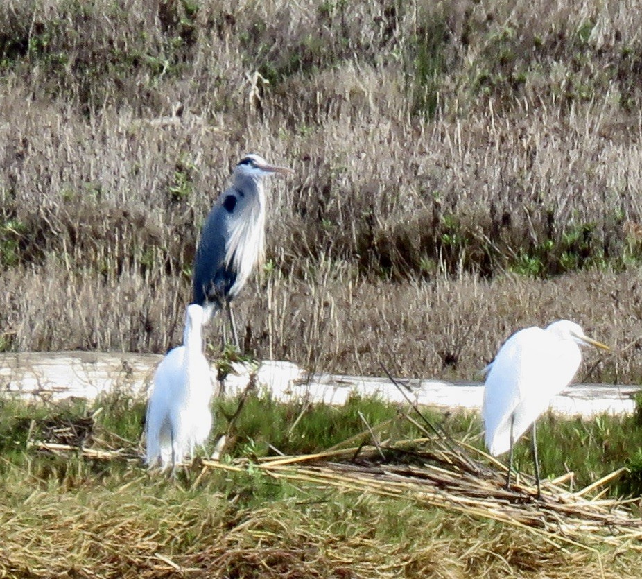 Great Blue Heron - ML534125811