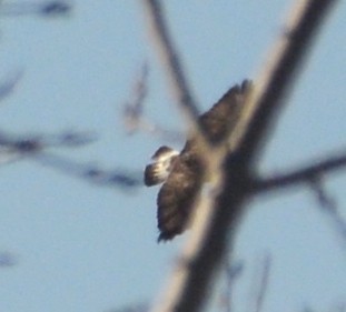 Rough-legged Hawk - ML534126581