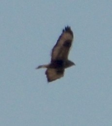 Rough-legged Hawk - ML534126601