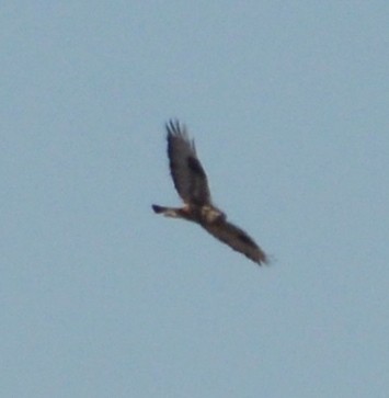 Rough-legged Hawk - ML534126611