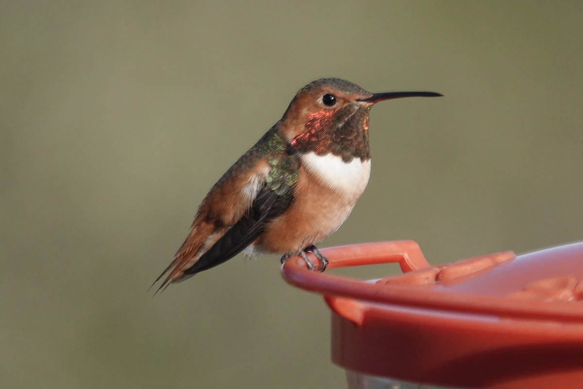 Colibrí de Allen - ML534127701