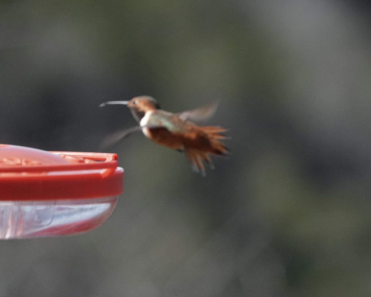 Allen's Hummingbird - ML534128161