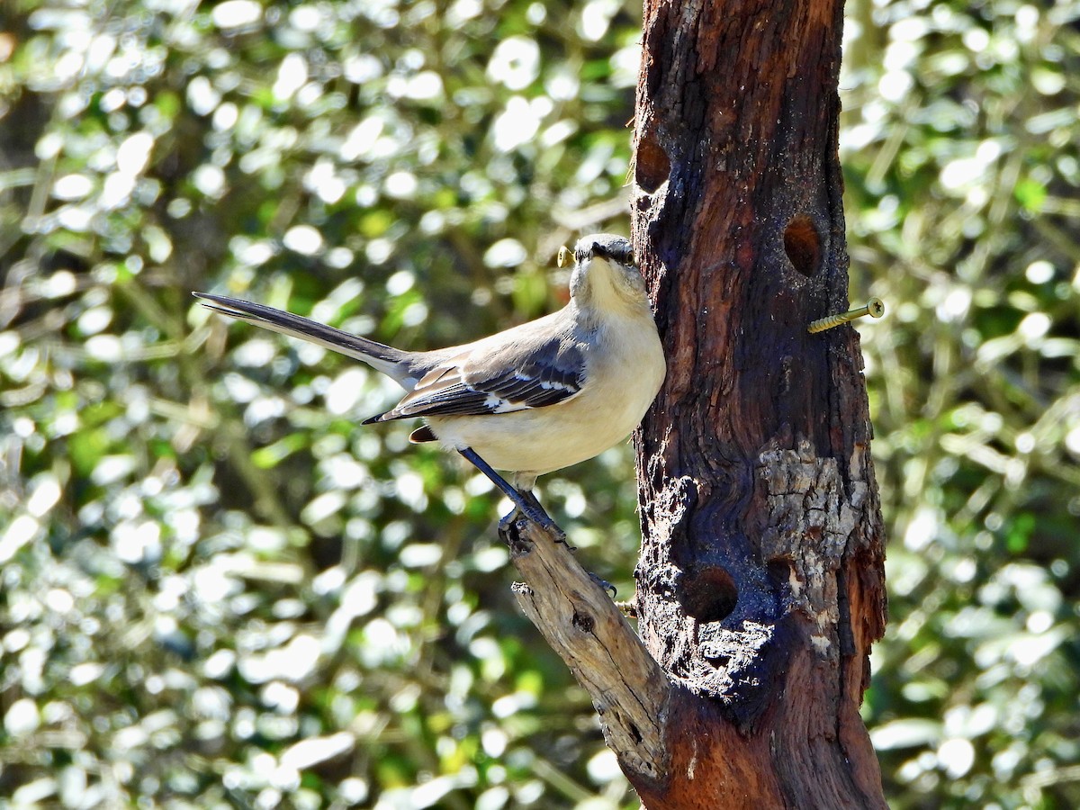 Northern Mockingbird - ML534128551
