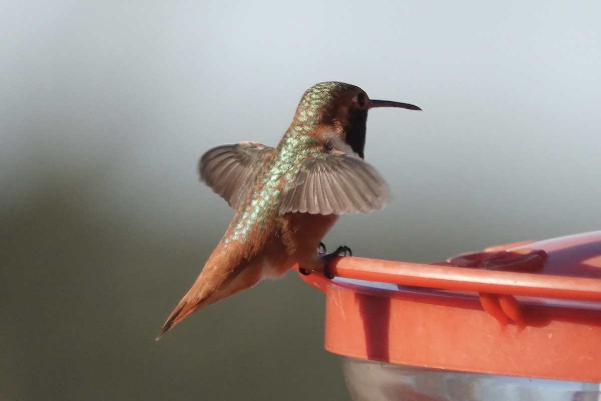 Allen's Hummingbird - ML534129061