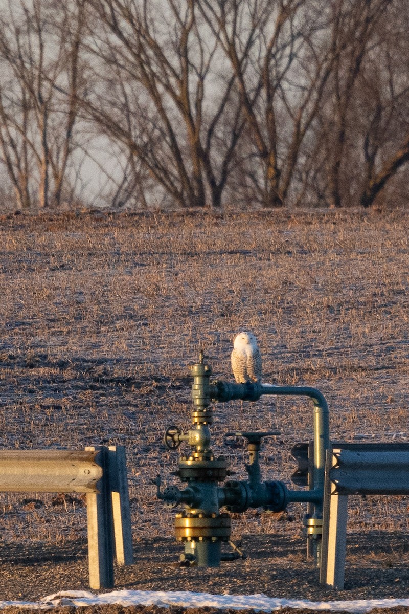 Snowy Owl - ML534130221