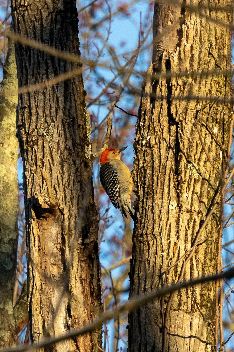 Red-bellied Woodpecker - Katie Weller
