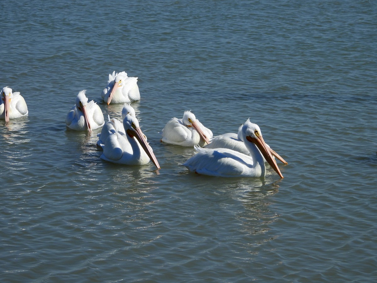 pelikán severoamerický - ML534130731