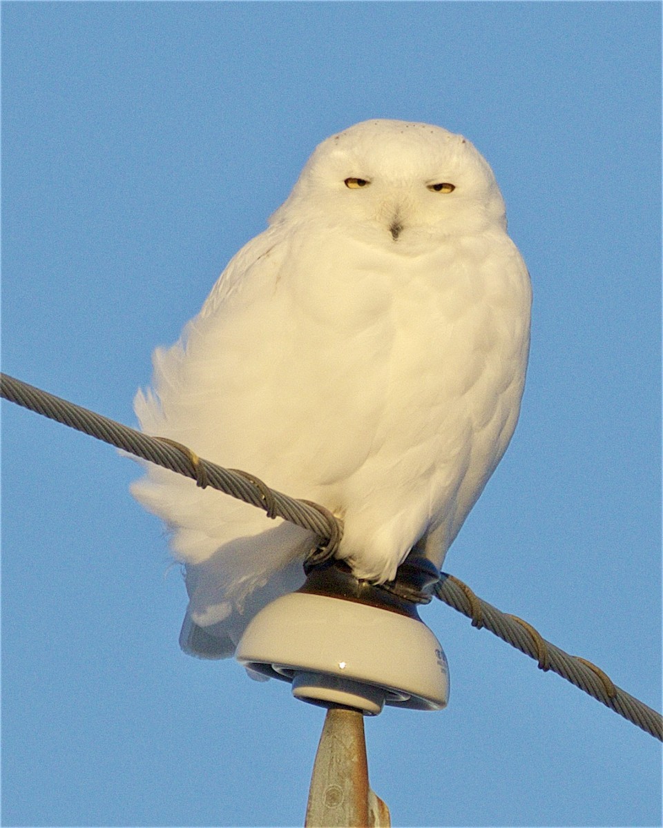 Snowy Owl - Jack & Holly Bartholmai