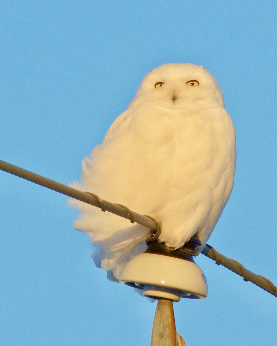 Snowy Owl - Jack & Holly Bartholmai