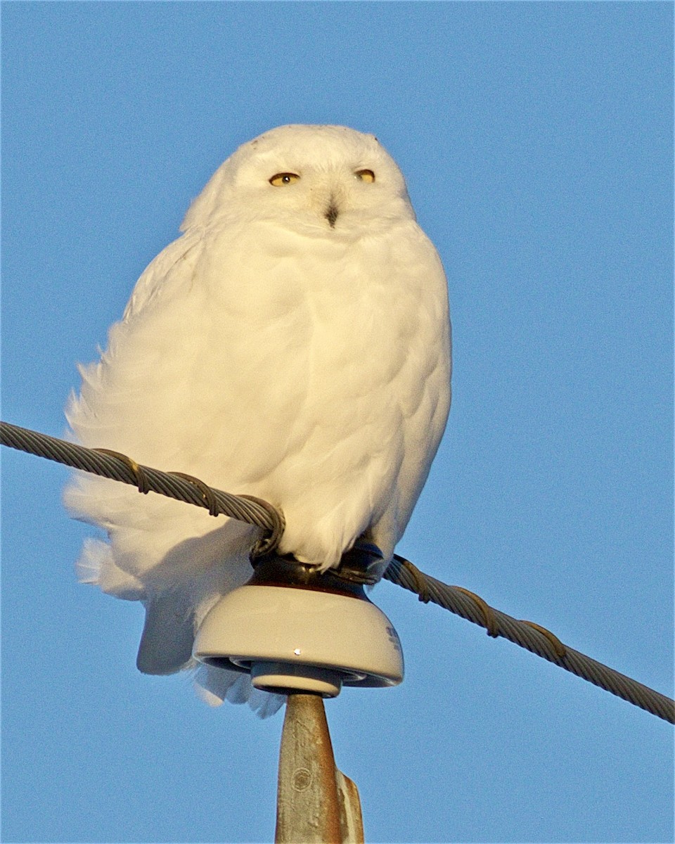 Snowy Owl - Jack & Holly Bartholmai