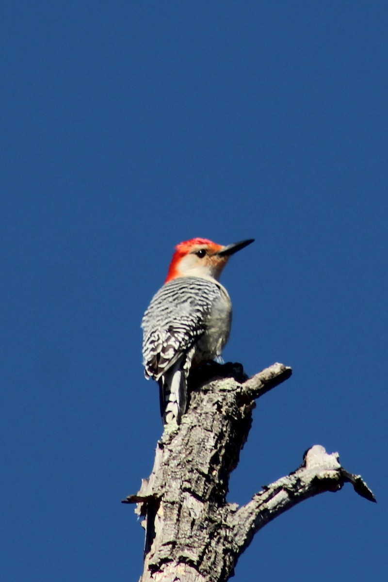 Red-bellied Woodpecker - Christine Gehret