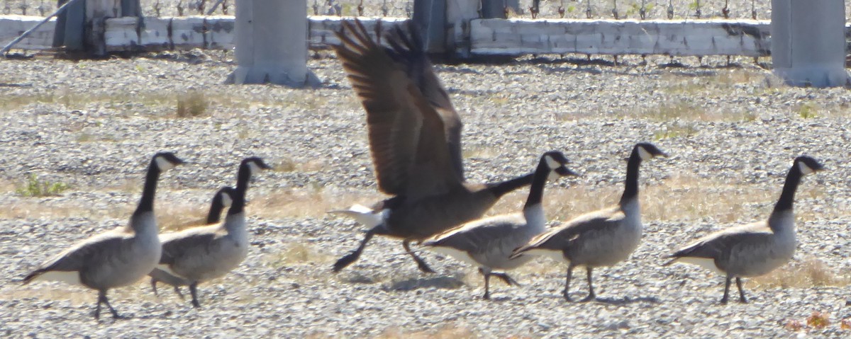 Canada Goose (occidentalis/fulva) - T A
