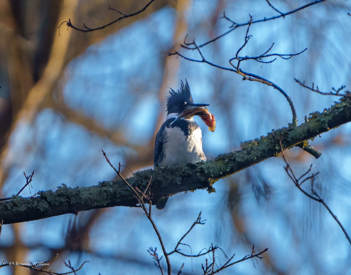 Belted Kingfisher - ML534131931