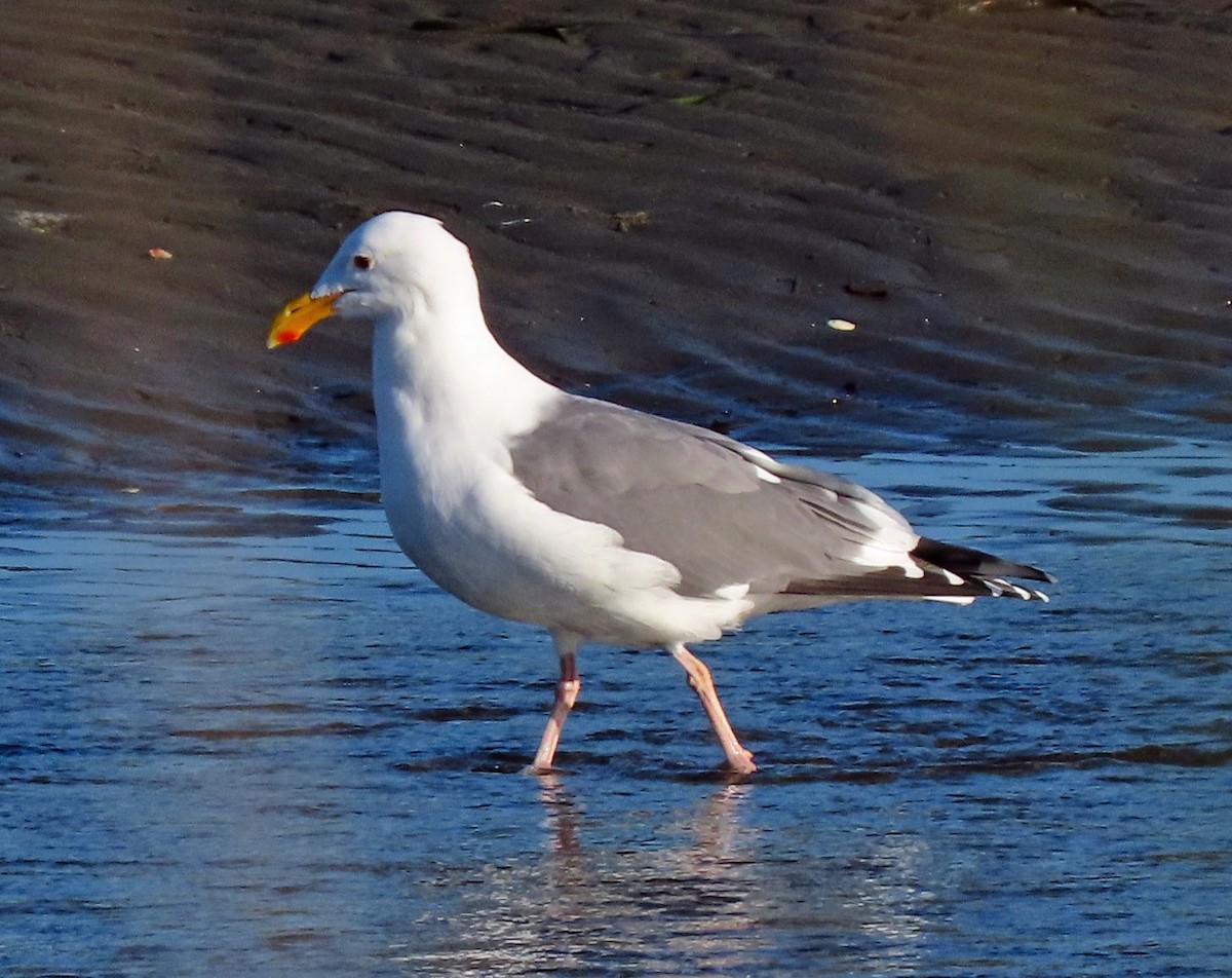 Western Gull - ML534131941