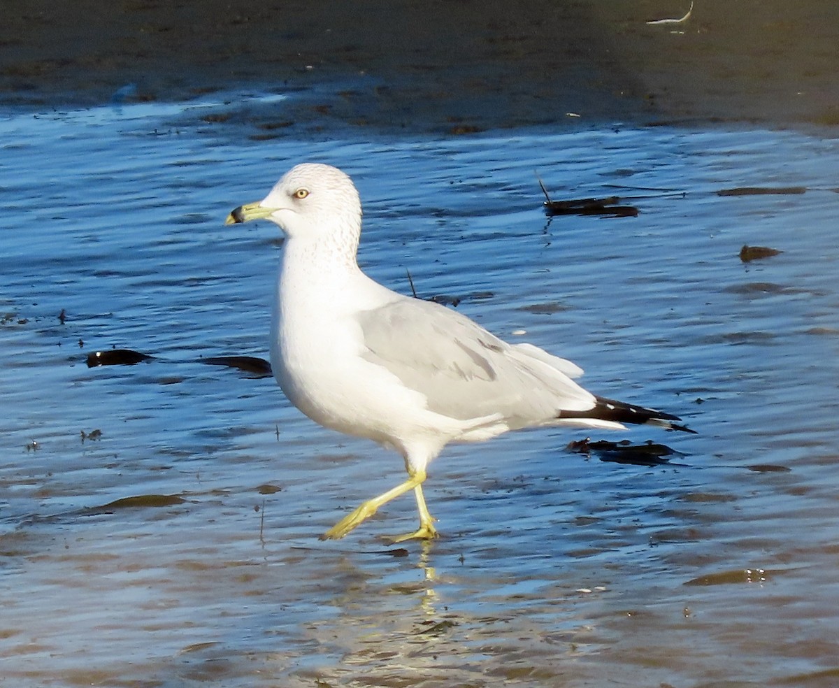 クロワカモメ - ML534132141