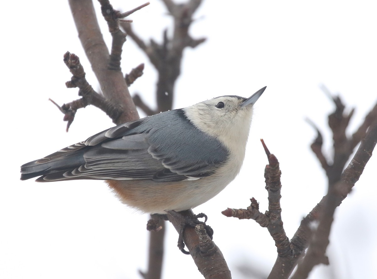 White-breasted Nuthatch - ML534132251