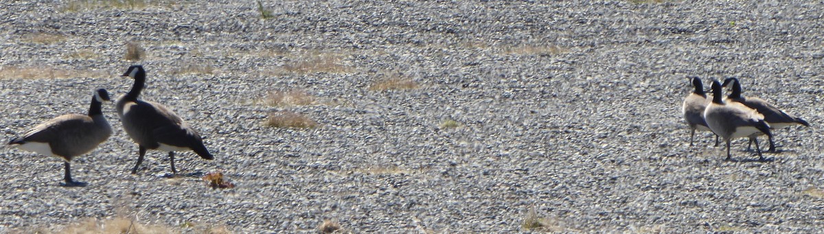 Канадская казарка (occidentalis/fulva) - ML534132321