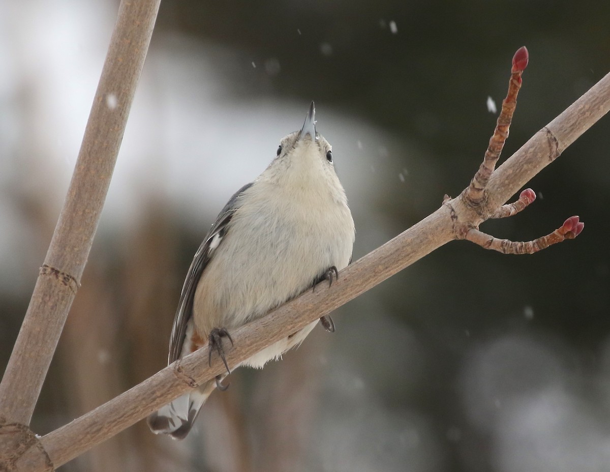 White-breasted Nuthatch - ML534132451