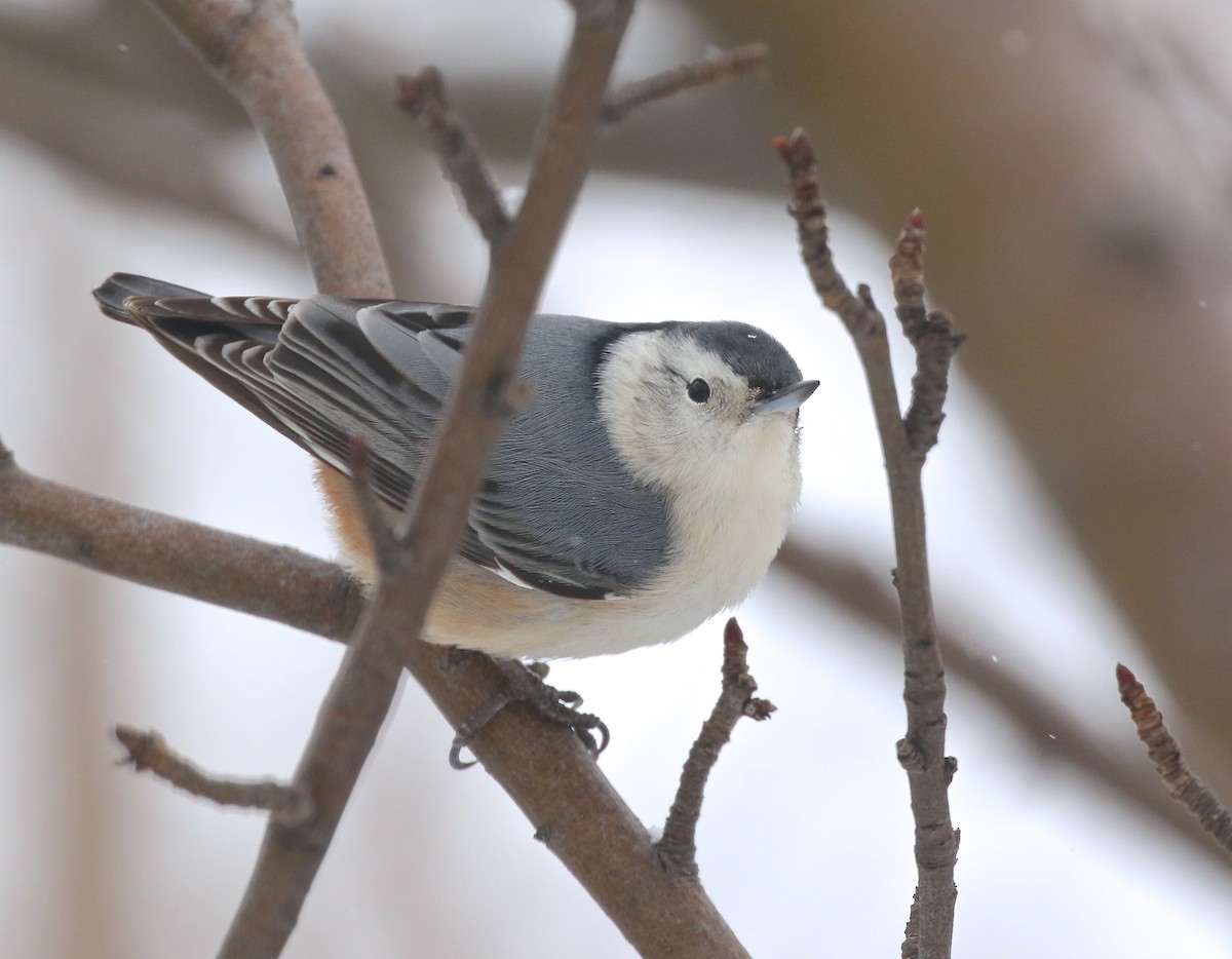 White-breasted Nuthatch - ML534132461