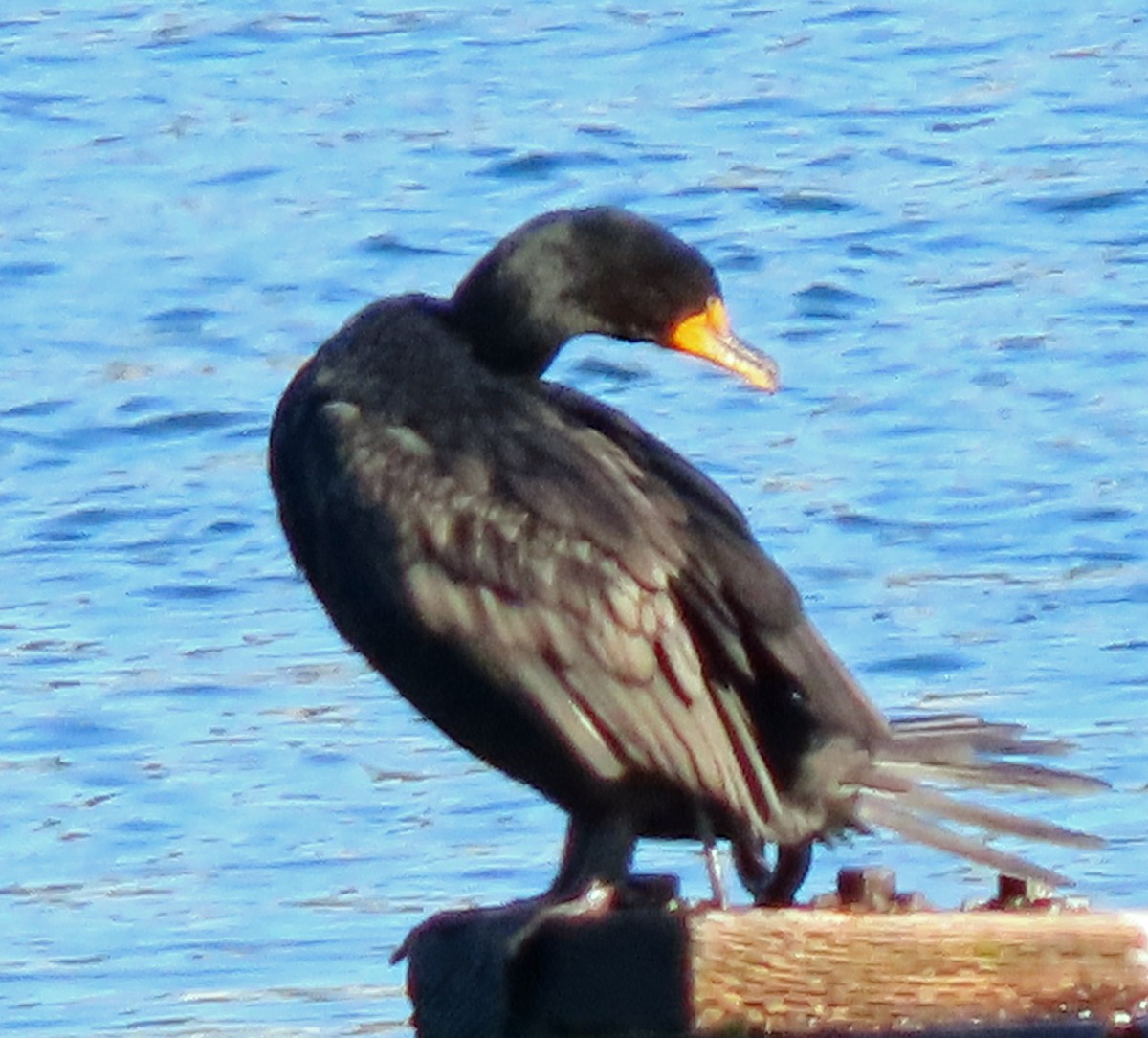 Double-crested Cormorant - ML534133491