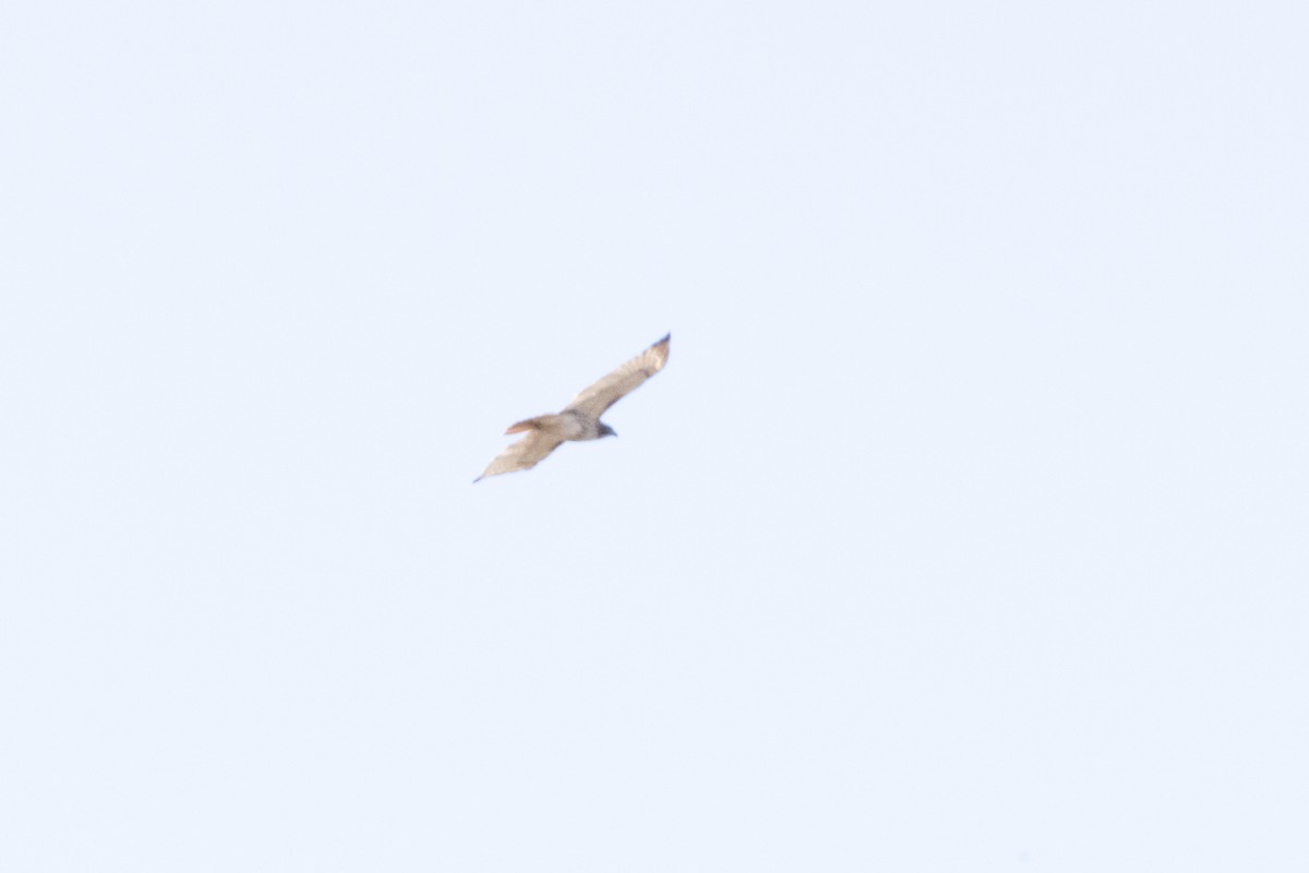Red-tailed Hawk - ML534133721