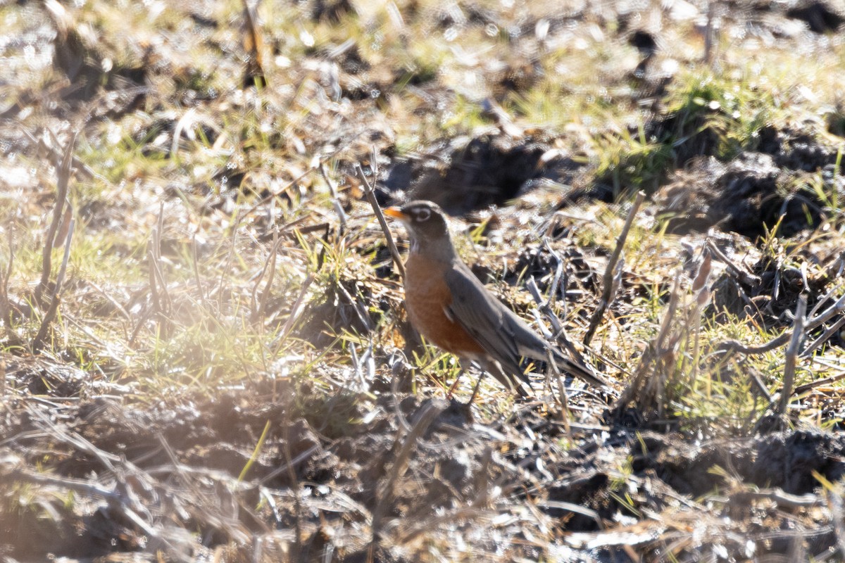 American Robin - ML534133781