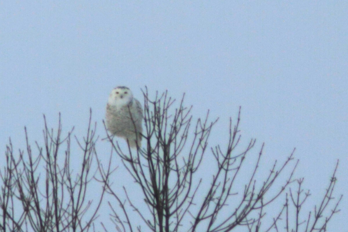 Snowy Owl - ML534133871