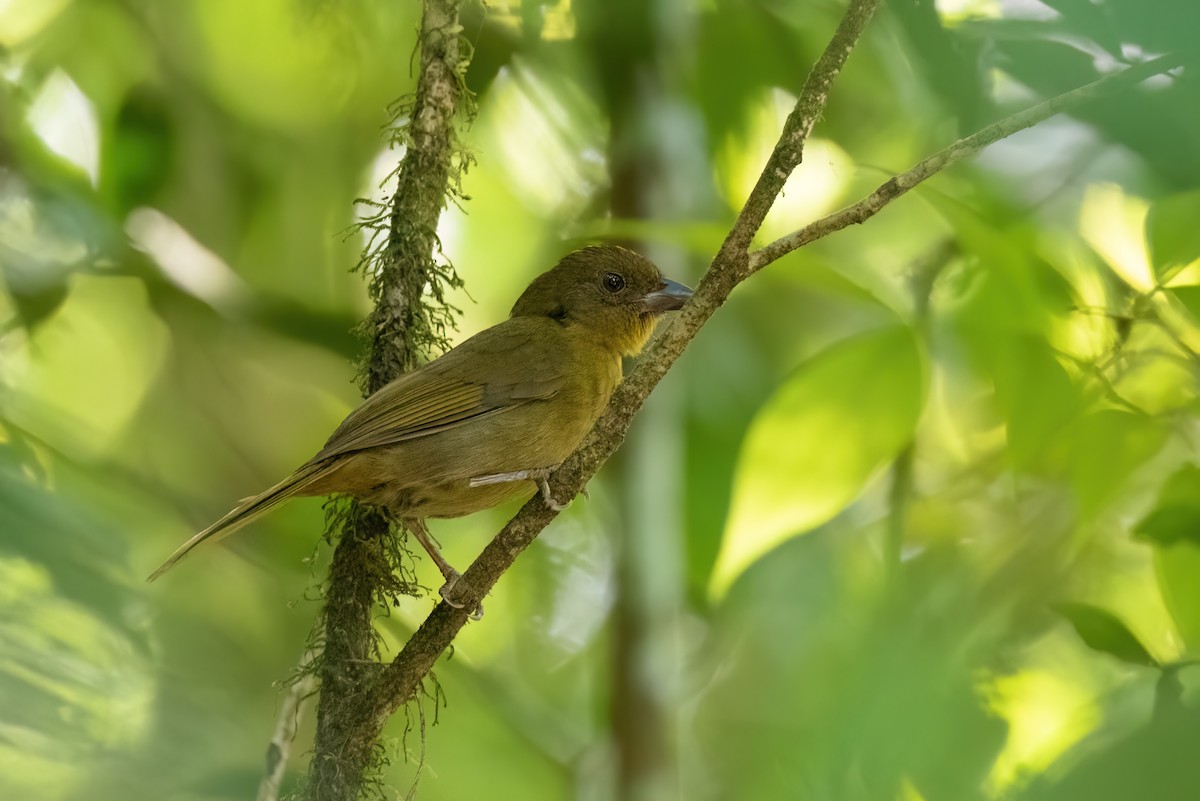 Red-crowned Ant-Tanager - ML534134151