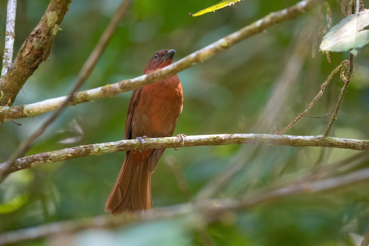 Red-crowned Ant-Tanager - ML534134211