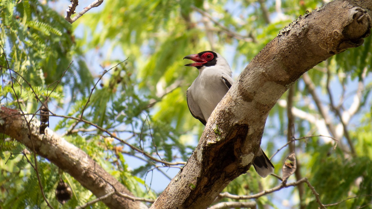 Masked Tityra - Aquiles Brinco
