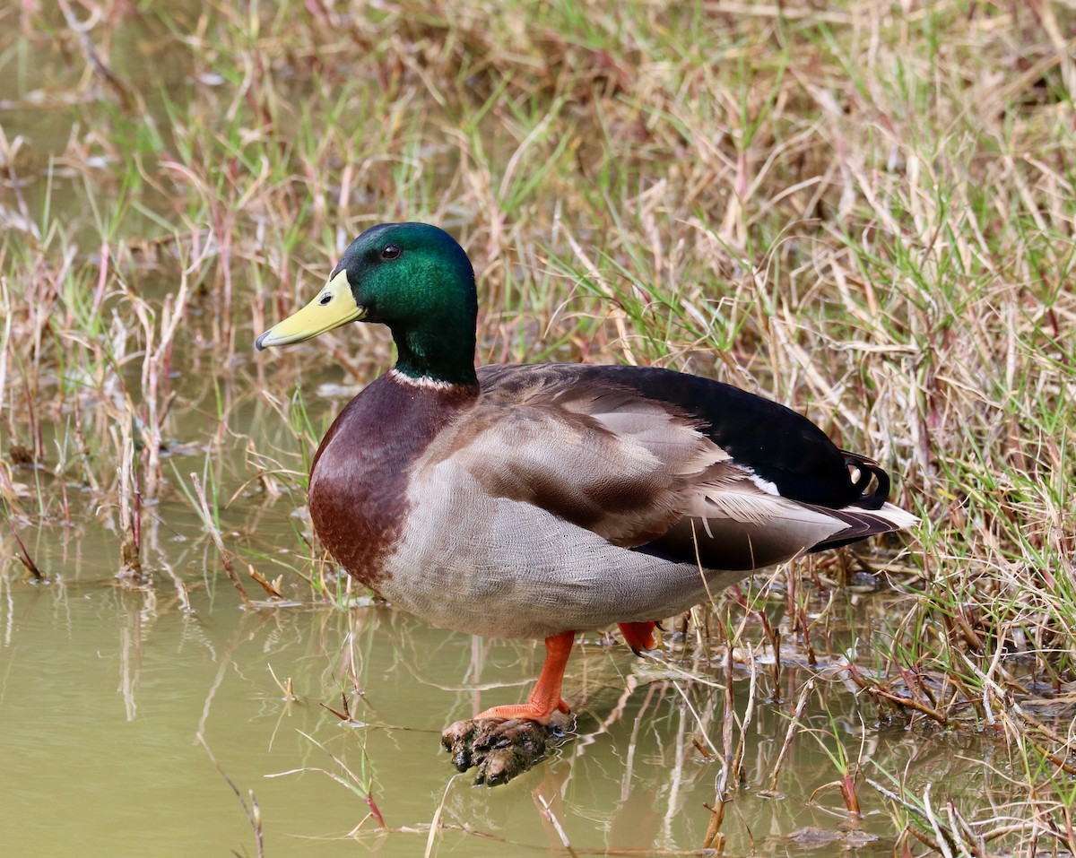 Mallard - ML534136761