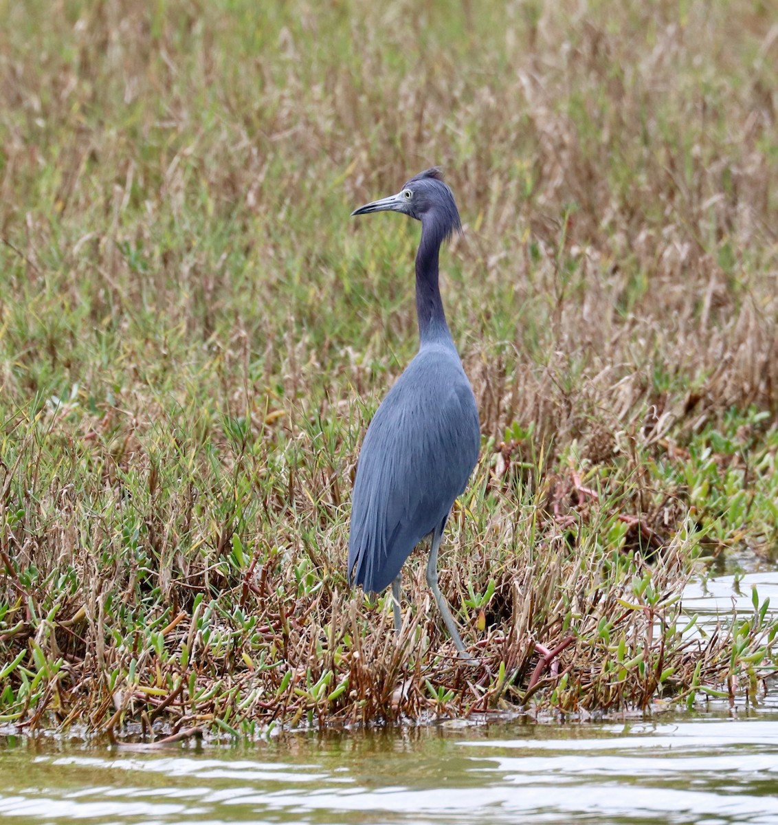 Little Blue Heron - ML534136931