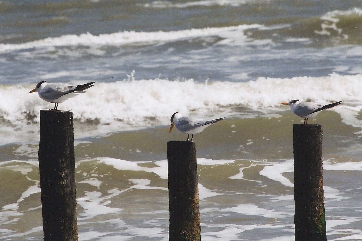 Royal Tern - ML534137551