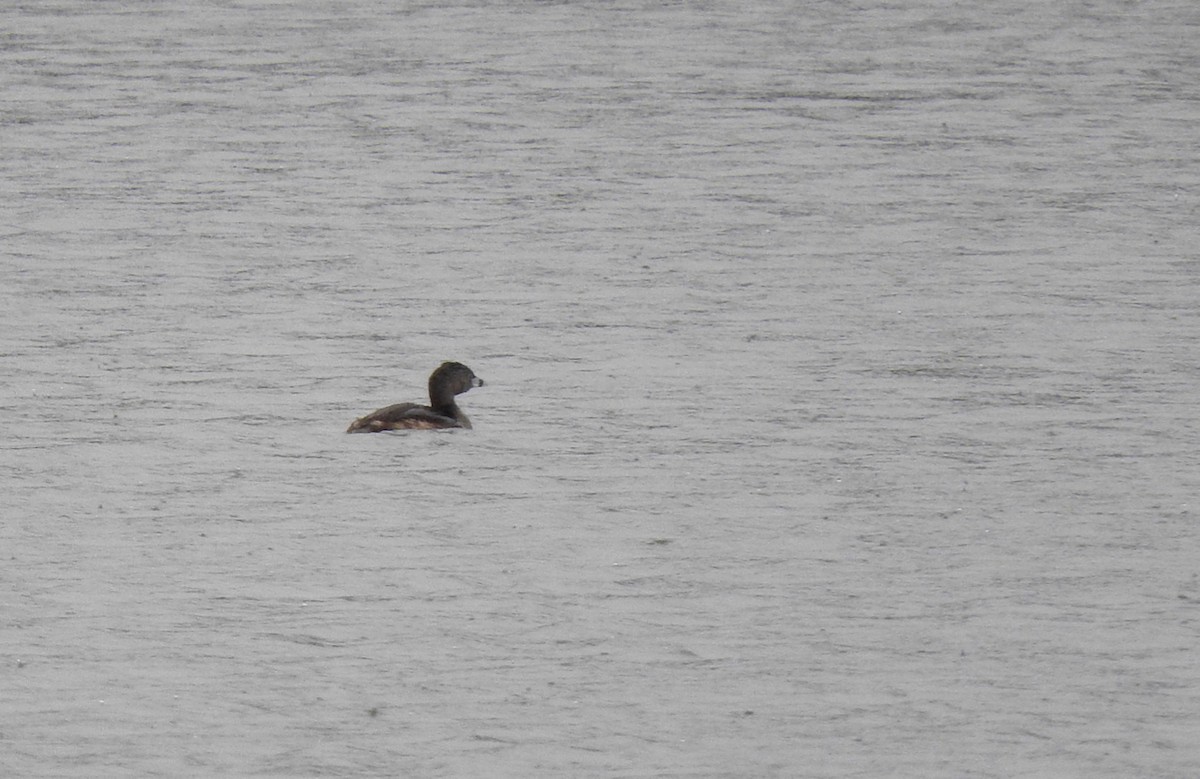 Pied-billed Grebe - ML53413871