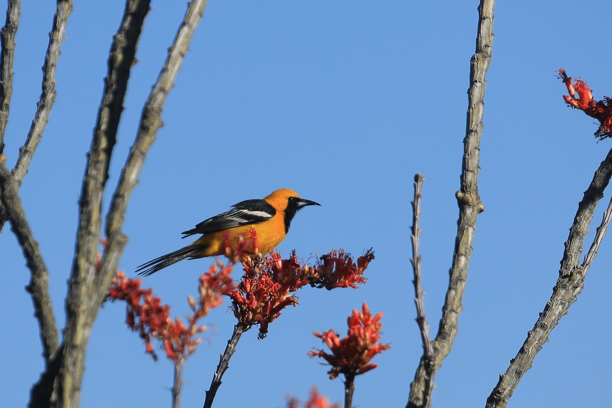 Hooded Oriole (nelsoni Group) - Tim Lenz