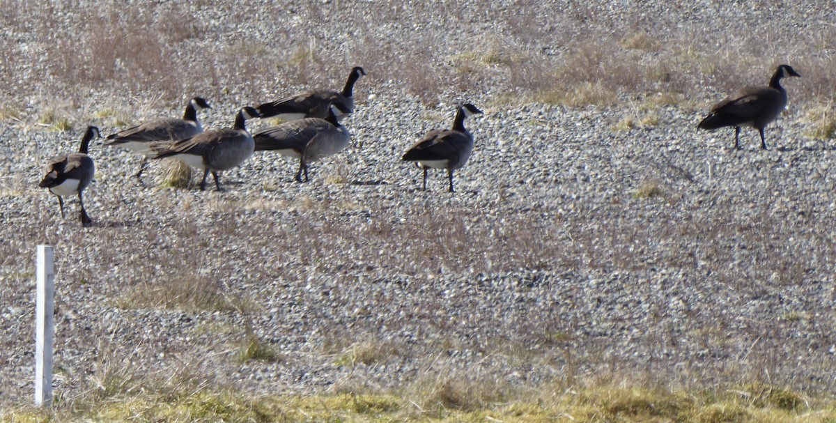 Cackling/Canada Goose - T A