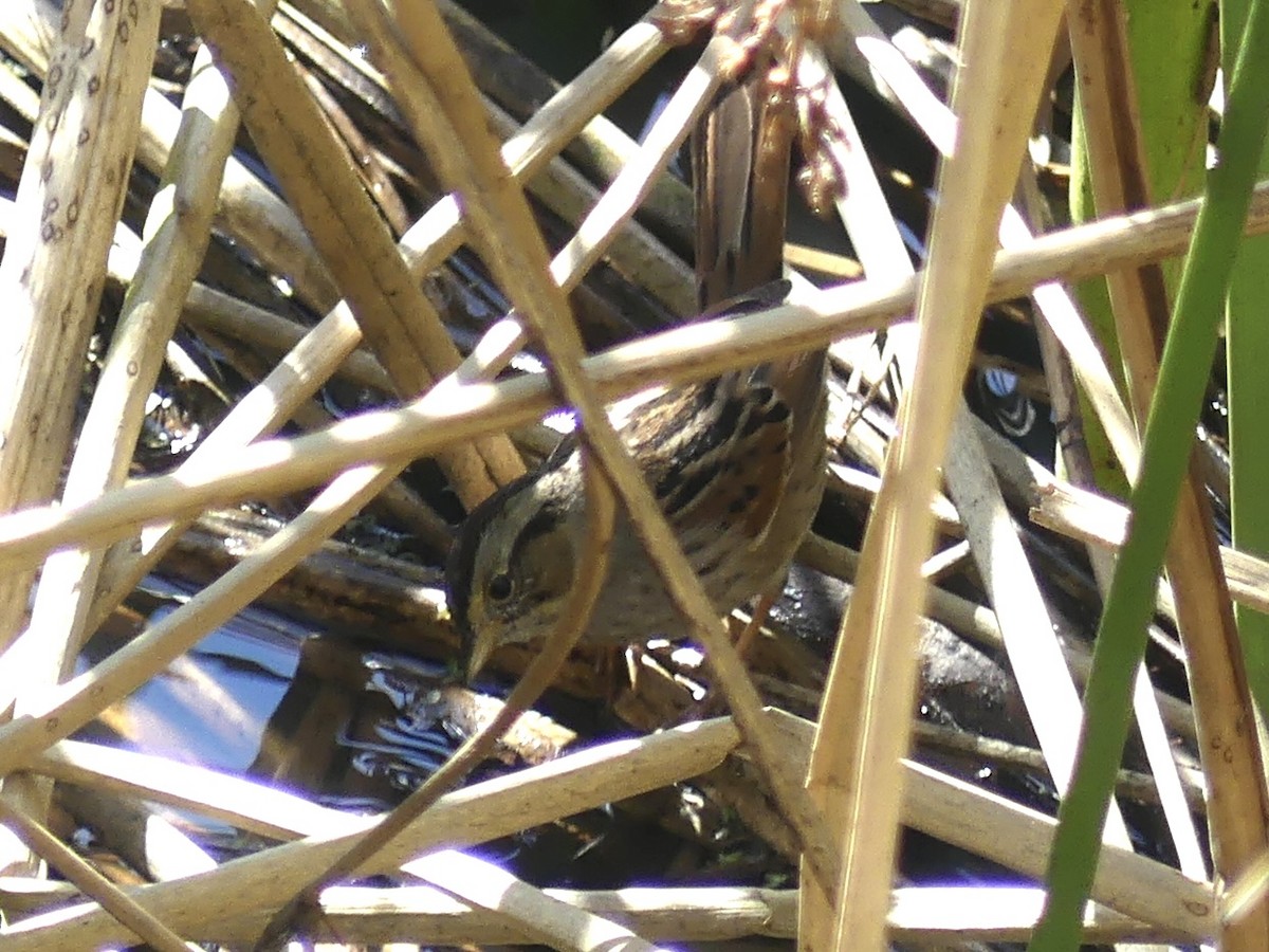 Swamp Sparrow - Cédric Duhalde