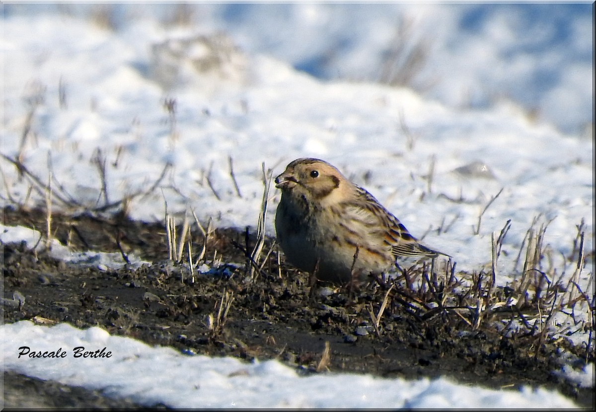 Lapland Longspur - ML534142671